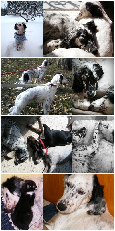 Dogs collage 1